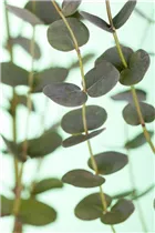 Eucalyptus gunnii - Echter Eukalyptus