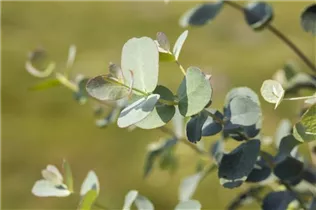 Eucalyptus gunnii 'Azura' - Echter Eukalyptus 'Azura'