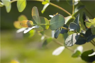 Eucalyptus gunnii - Echter Eukalyptus