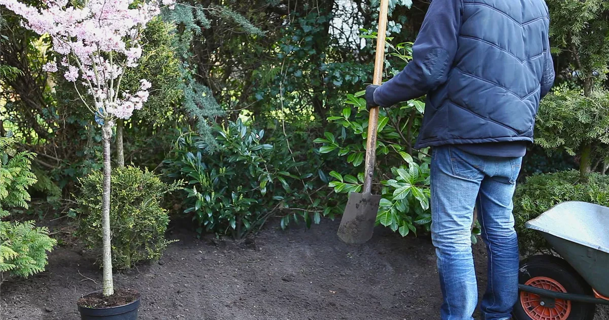  - Kurilenkirsche - Einpflanzen im Garten