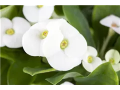 Euphorbia milii, weiß - Christusdorn Euphorbia milii, weiß - Christusdorn