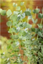 Eucalyptus gunnii 'Azura' - Echter Eukalyptus 'Azura'