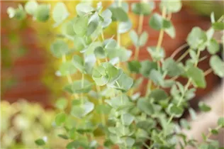 Eucalyptus gunnii 'Azura' - Echter Eukalyptus 'Azura'