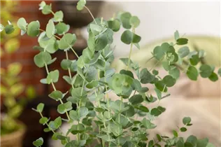 Eucalyptus gunnii 'Azura' - Echter Eukalyptus 'Azura'