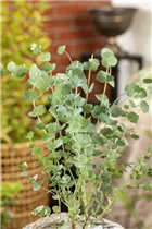 Eucalyptus gunnii 'Azura' - Echter Eukalyptus 'Azura'