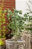 Eucalyptus gunnii 'Azura' - Echter Eukalyptus 'Azura'