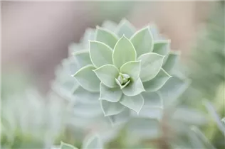 Euphorbia myrsinites - Walzen-Wolfsmilch Euphorbia myrsinites - Walzen-Wolfsmilch