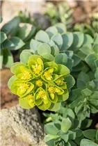 Euphorbia myrsinites - Walzen-Wolfsmilch Euphorbia myrsinites - Walzen-Wolfsmilch