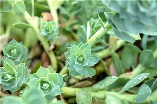 Euphorbia myrsinites - Walzen-Wolfsmilch Euphorbia myrsinites - Walzen-Wolfsmilch