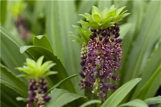 Eucomis 'Aloha Lily' - Schopflilie 'Aloha Lily'