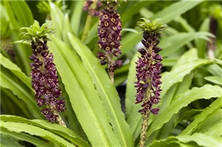 Eucomis 'Aloha Lily' - Schopflilie 'Aloha Lily'