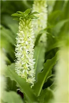Eucomis 'Aloha Lily' - Schopflilie 'Aloha Lily'