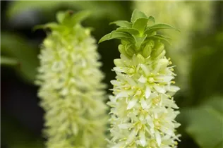 Eucomis 'Aloha Lily' - Schopflilie 'Aloha Lily'