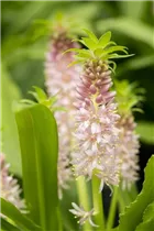 Eucomis 'Aloha Lily' - Schopflilie 'Aloha Lily'