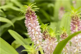 Eucomis 'Aloha Lily' - Schopflilie 'Aloha Lily'