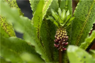 Eucomis 'Aloha Lily' - Schopflilie 'Aloha Lily'