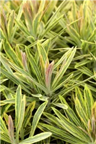 Euphorbia polychroma 'Ascot Rainbow' - Garten-Wolfsmilch 'Ascot Rainbow'