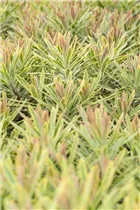 Euphorbia polychroma 'Ascot Rainbow' - Garten-Wolfsmilch 'Ascot Rainbow'