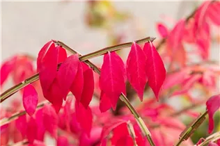 Euonymus alatus - Korkflügelstrauch Euonymus alatus - Korkflügelstrauch