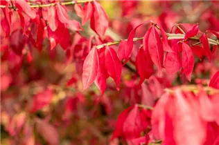 Euonymus alatus - Korkflügelstrauch Euonymus alatus - Korkflügelstrauch