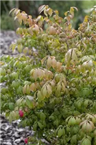 Euonymus alatus 'Compactus' - Korkflügelstrauch 'Compactus' Euonymus alatus 'Compactus' - Korkflügelstrauch 'Compactus'