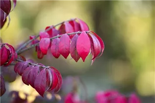 Euonymus alatus 'Compactus' - Korkflügelstrauch 'Compactus' Euonymus alatus 'Compactus' - Korkflügelstrauch 'Compactus'