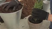 - Lavendel - Einpflanzen in ein Gefäß  - Lavendel - Einpflanzen in ein Gefäß