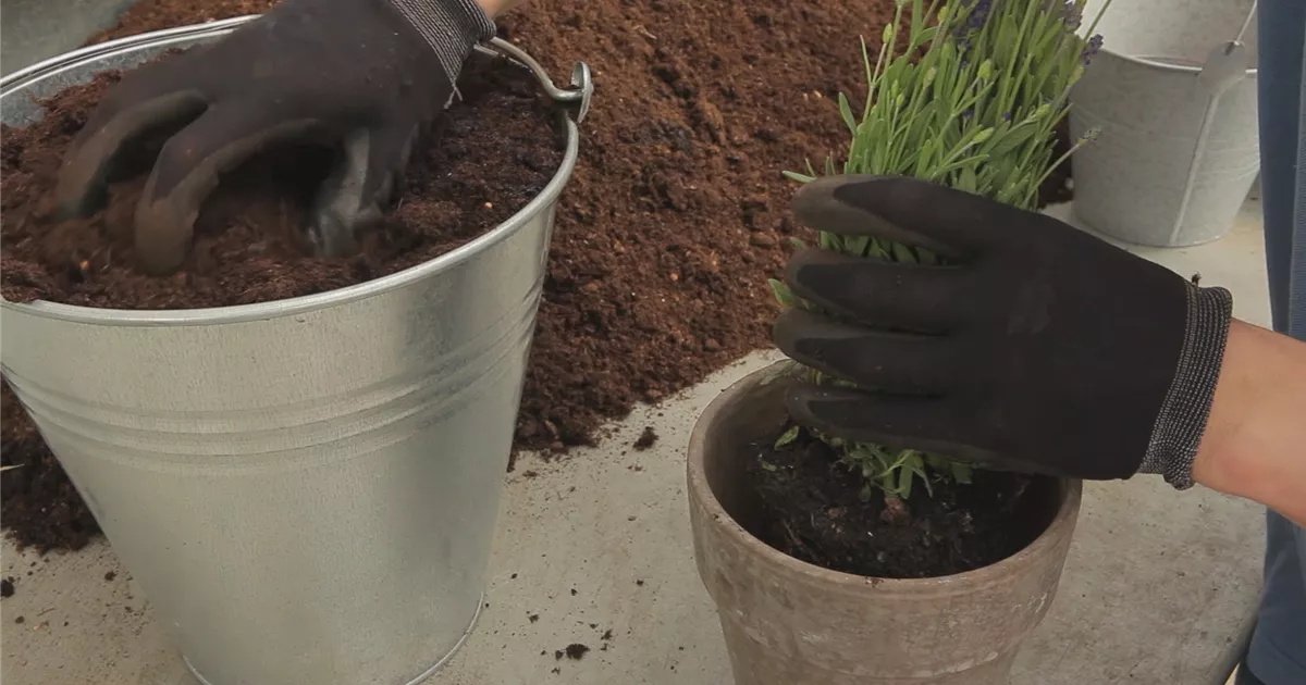  - Lavendel - Einpflanzen in ein Gefäß