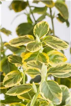 Euonymus fortunei 'Canadale Gold' - Kriechspindel 'Canadale Gold' Euonymus fortunei 'Canadale Gold' - Kriechspindel 'Canadale Gold'