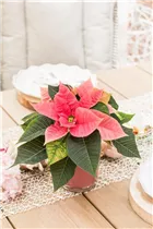 Euphorbia pulcherrima 'Christmas Beauty' - Weihnachtsstern