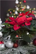 Euphorbia pulcherrima 'Christmas Beauty' - Weihnachtsstern