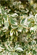 Euonymus fortunei 'Emerald Gaiety' - Weißbunte Kriechspindel 'Emerald Gaiety'