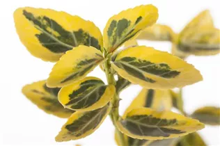 Euonymus fortunei 'Emerald´n Gold' - Goldbunte Kriechspindel 'Emerald´n Gold'