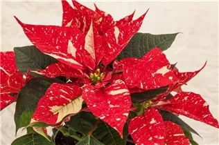 Euphorbia pulcherrima 'Christmas Feelings'® - Weihnachtsstern