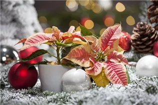 Euphorbia pulcherrima 'Marble' - Weihnachtsstern