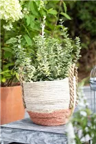 Euonymus fortunei 'Silverstone' - Kriechspindel 'Silverstone'