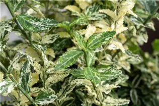 Euonymus fortunei 'Silverstone' - Kriechspindel 'Silverstone'