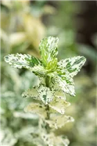 Euonymus fortunei 'Silverstone' - Kriechspindel 'Silverstone'
