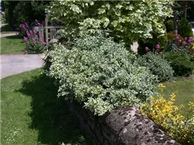 Euonymus japonicus 'Argenteo Variegatus' - Japanspindel 'Argenteo Variegatus' Euonymus japonicus 'Argenteo Variegatus' - Japanspindel 'Argenteo Variegatus'