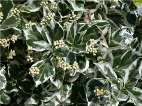 Euonymus japonicus 'Argenteo Variegatus' - Japanspindel 'Argenteo Variegatus' Euonymus japonicus 'Argenteo Variegatus' - Japanspindel 'Argenteo Variegatus'
