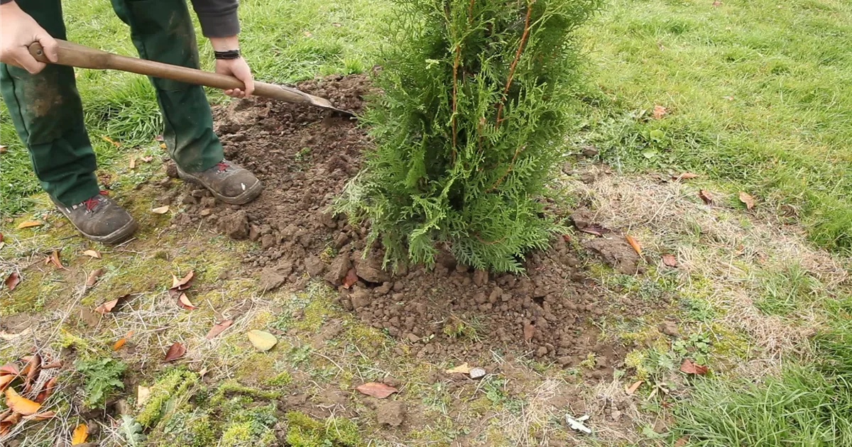  - Lebensbaum - Einpflanzen im Garten