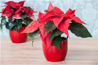 Euphorbia pulcherrima, geglittert - Weihnachtsstern mit Glitzer