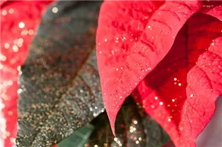 Euphorbia pulcherrima, geglittert - Weihnachtsstern mit Glitzer