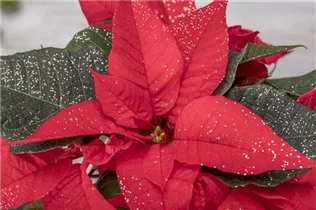 Euphorbia pulcherrima, geglittert - Weihnachtsstern mit Glitzer