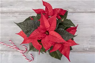 Euphorbia pulcherrima, geglittert - Weihnachtsstern mit Glitzer