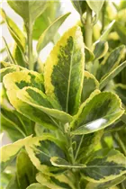 Euonymus japonicus 'Microphyllus Pulchellus' - Japanspindel 'Microphyllus Pulchellus' Euonymus japonicus 'Microphyllus Pulchellus' - Japanspindel 'Microphyllus Pulchellus'