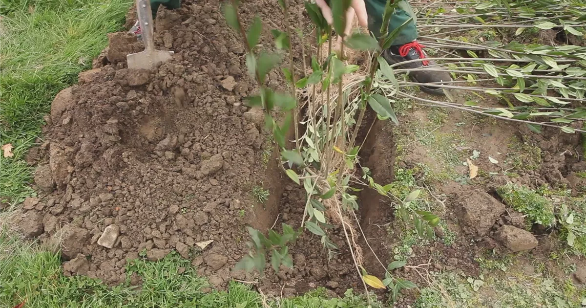  - Ligusterhecke - Einpflanzen im Garten