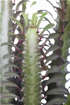 Euphorbia trigona - Dreikantige Wolfsmilch Euphorbia trigona - Dreikantige Wolfsmilch