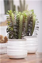 Euphorbia trigona - Dreikantige Wolfsmilch Euphorbia trigona - Dreikantige Wolfsmilch