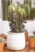 Euphorbia trigona - Dreikantige Wolfsmilch Euphorbia trigona - Dreikantige Wolfsmilch